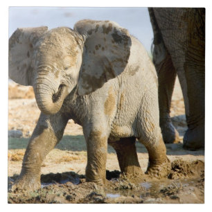 Namíbia, África: Bebê Elefante Africano