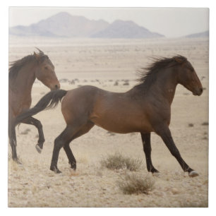 Namíbia, Aus. Cavalos selvagens correndo no Namibe