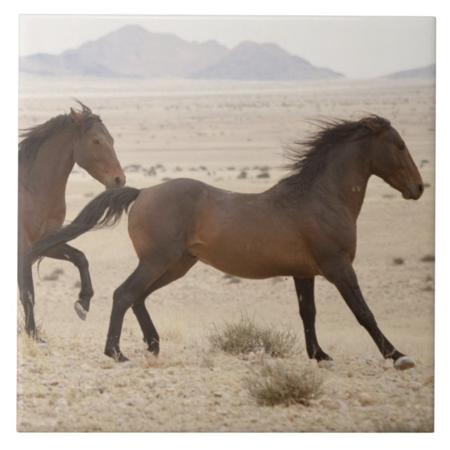 Namíbia, Aus. Cavalos selvagens correndo no Namibe (Frente)