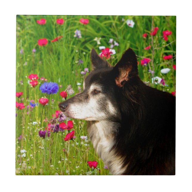 Namorados Border Collie com belas flores (Frente)