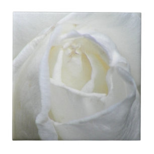 Namorados de Foto Rosa Branca