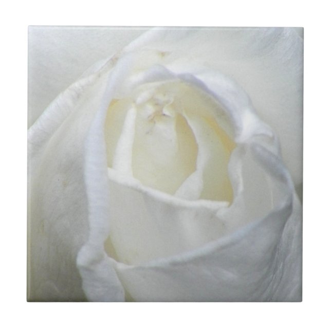 Namorados de Foto Rosa Branca (Frente)