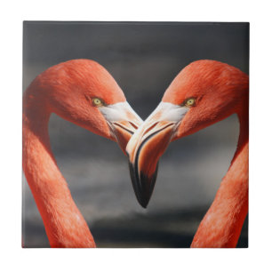 Namorados Flamingo