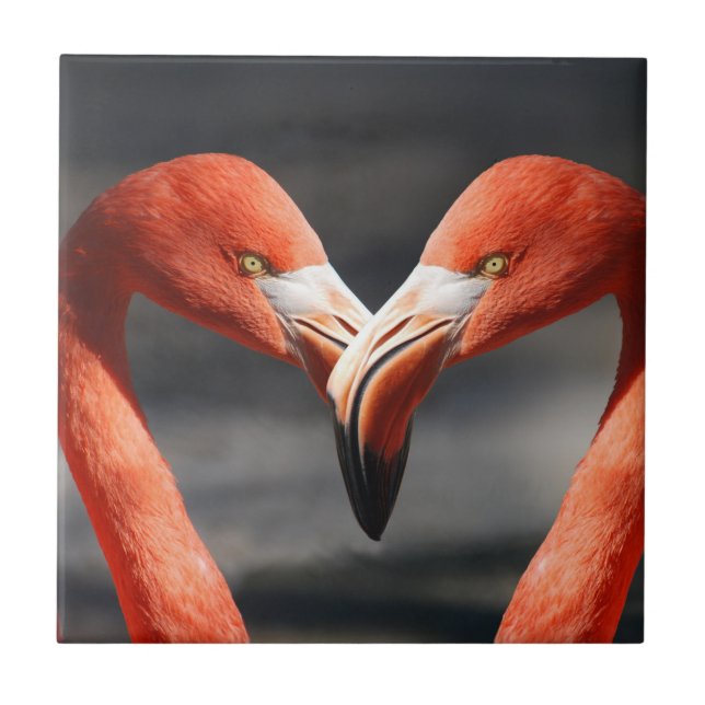 Namorados Flamingo (Frente)