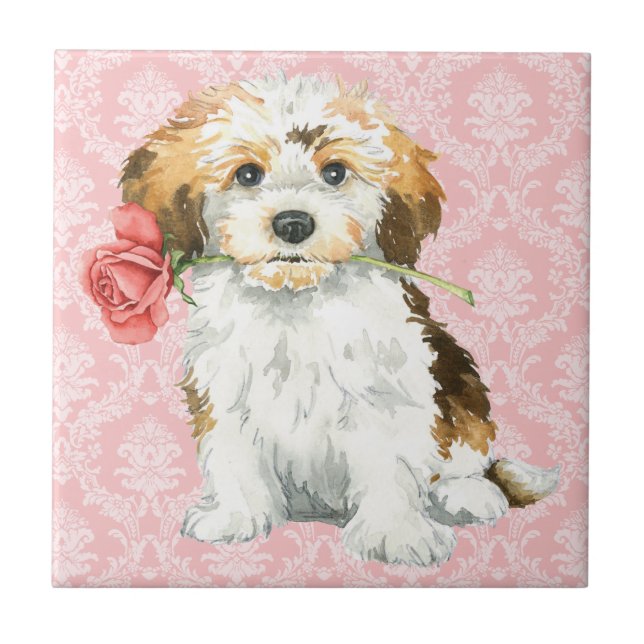 Namorados Havanese cor-de-rosa (Frente)