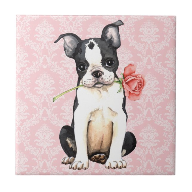 Namorados Rosa Boston Terrier (Frente)