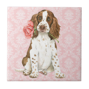 Namorados Rosa English Springer