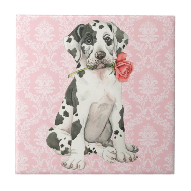 Namorados Rosa Great Dane (Frente)