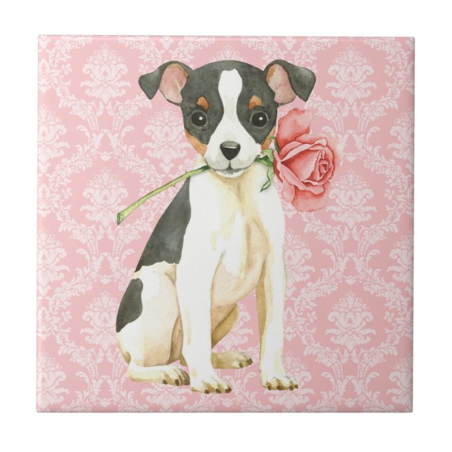 Namorados Toy Fox Terrier (Frente)