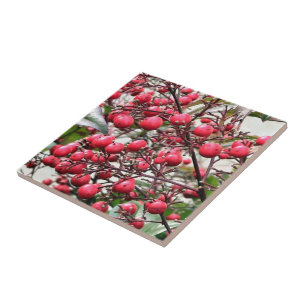 Nandina arbusto com as bagas maduras vermelhas