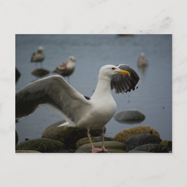 Não Incomodar Cartão Postal (Frente)