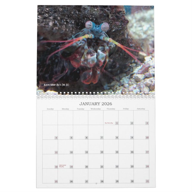 "Não mais Megafauna carismático!" - calendário (Jan 2026)