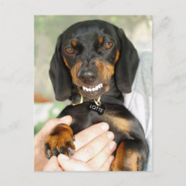 Não mexa comigo cartão postal do Dachshund
