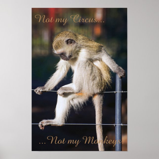 Papeis de parede Macaco Engraçado Cerca Animalia baixar imagens