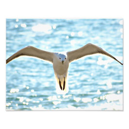Não seja um impressão de foto de gaivota