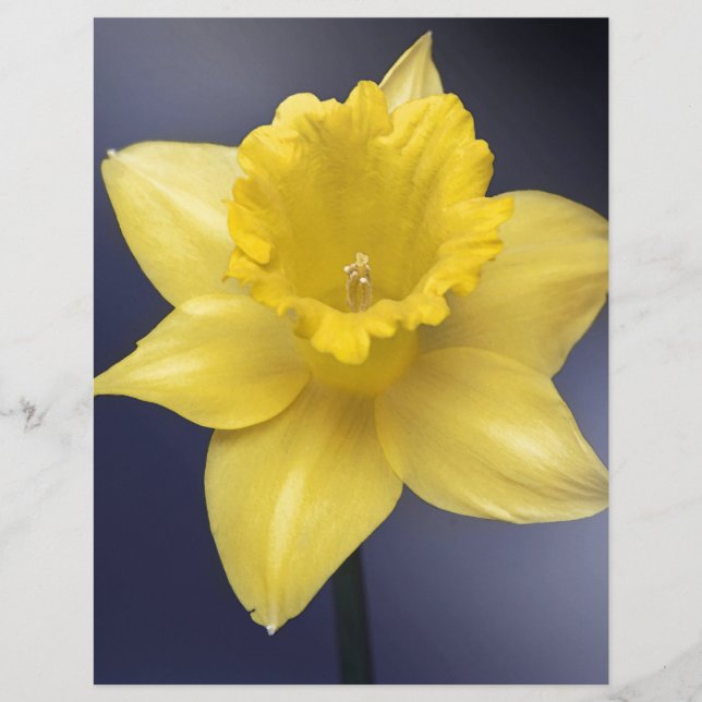 Narciso Amarelo Flor Pintor aquoso Floral (Frente)