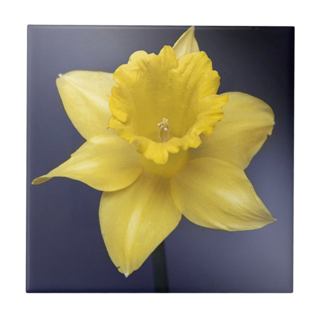 Narciso Amarelo Flor Pintor aquoso Floral (Frente)