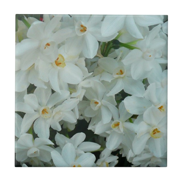 Narciso Branco Delicado de Paperwhite Flores (Frente)