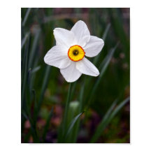 Narciso Flower Poster
