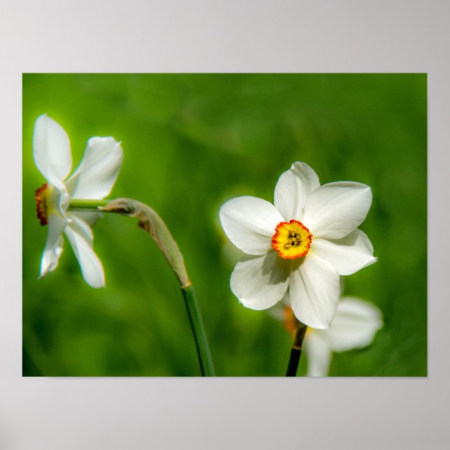 Narciso Poster (Frente)