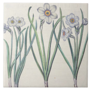 Narciso: purpureus do medio do maximus