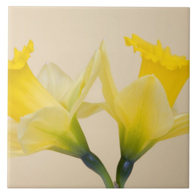 Narcisos amarelos (Frente)