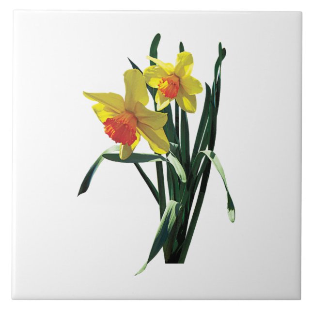 Narcisos Curiosos (Frente)