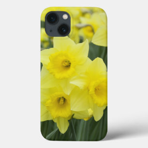 Narcisos RF)