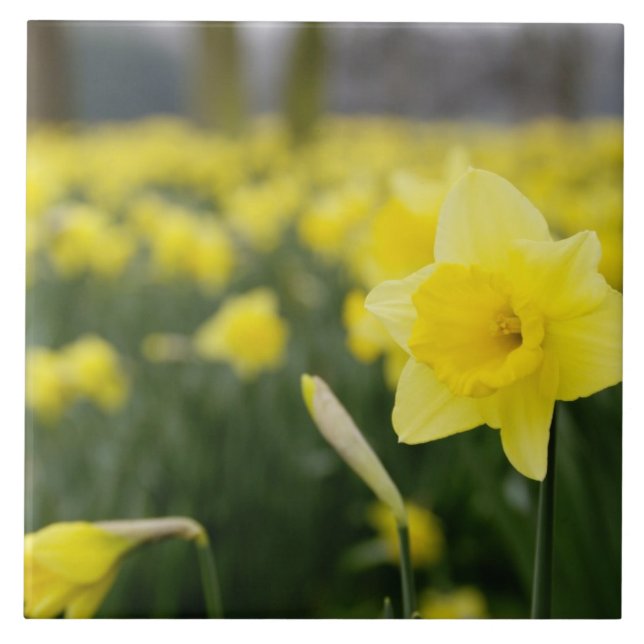 Narcisos (RF) (Frente)