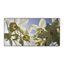 Narcissen die bloeien met een lente blauwe lucht 