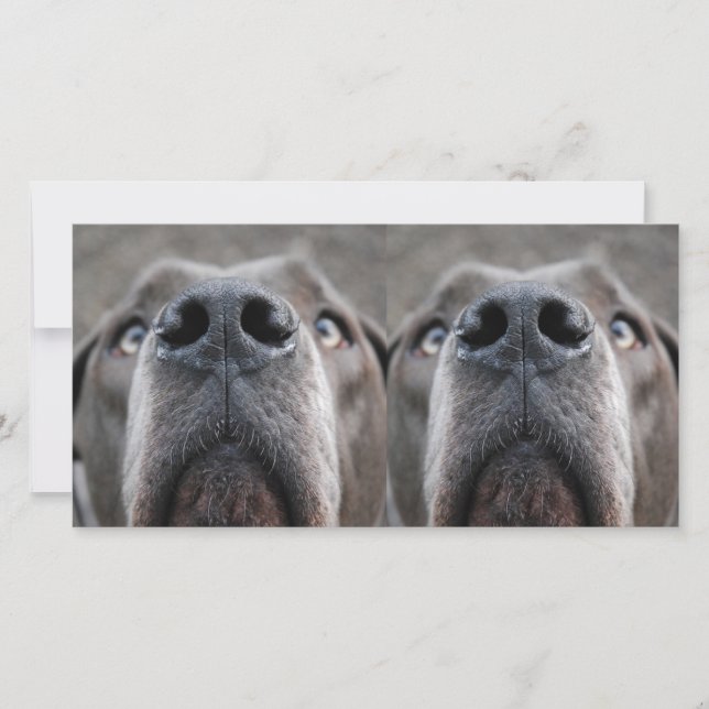 Nariz de Dogue (Frente)