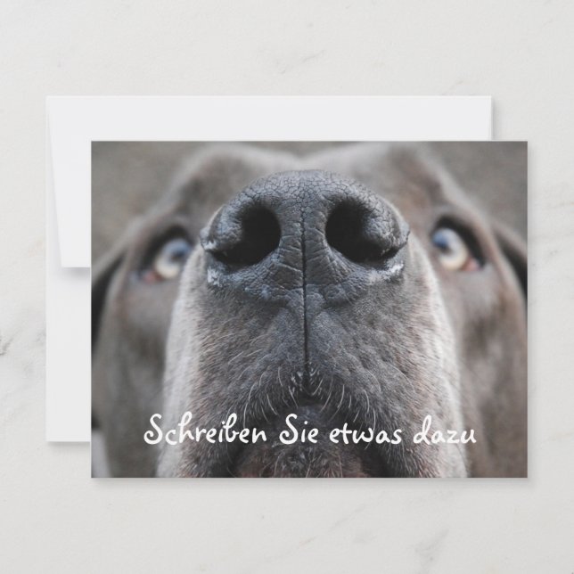 Nariz de Dogue (Frente)