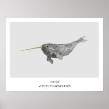 Narwhal Natural History Poster