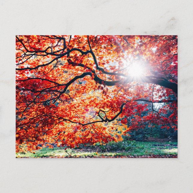 NAS CORES MÁGICAS DO CARTÃO POSTAL DO OUTONO (Frente)