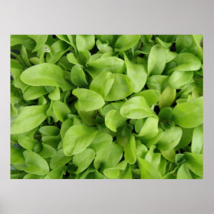 Nasturtium Seedlings Impressão