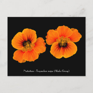 Nasturtium - Tropaeolum majus Cartão postal