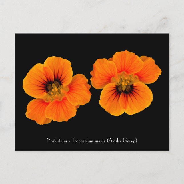 Nasturtium - Tropaeolum majus Cartão postal (Frente)