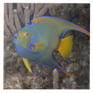 Natação do Angelfish da rainha (ciliaris de