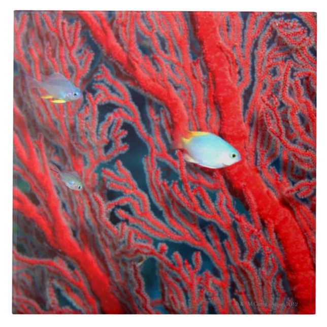 Natação dos peixes no coral (Frente)