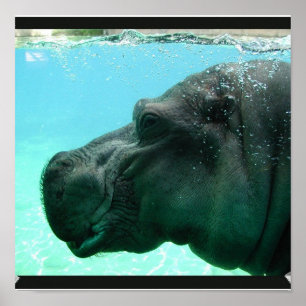 Natação Hippo Poster