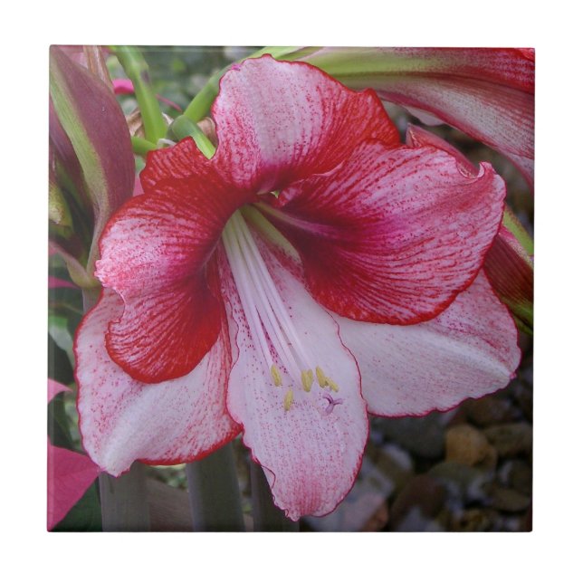 Natal Amaryllis Red Holiday Floral (Frente)