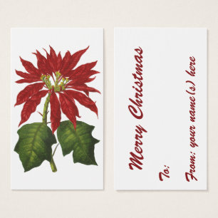 Natal Antigo, Planta de Inverno Poinsettia Vermelh