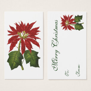 Natal Antigo, Planta de Inverno Poinsettia Vermelh