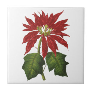Natal Antigo, Planta de Inverno Poinsettia Vermelh