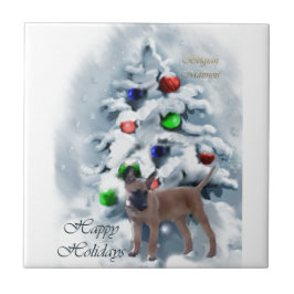 Natal belga Malinois