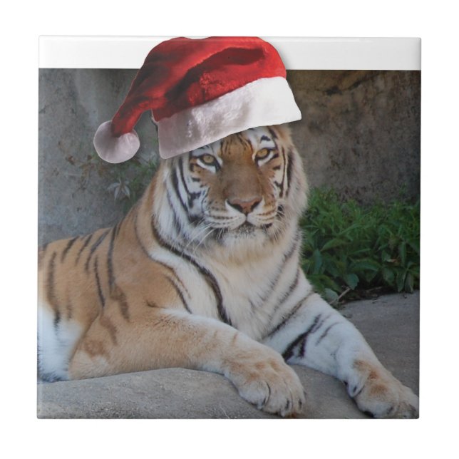 Natal Bengal Tiger (Frente)