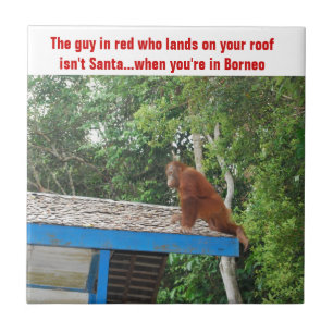 Natal Bornéu do orangotango