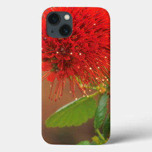 Natal Bottlebrush (Greyia Sutherlandii) Flower