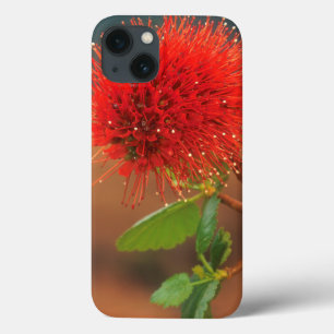 Natal Bottlebrush (Greyia Sutherlandii) Flower