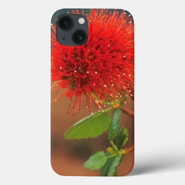 Natal Bottlebrush (Greyia Sutherlandii) Flower (Verso)